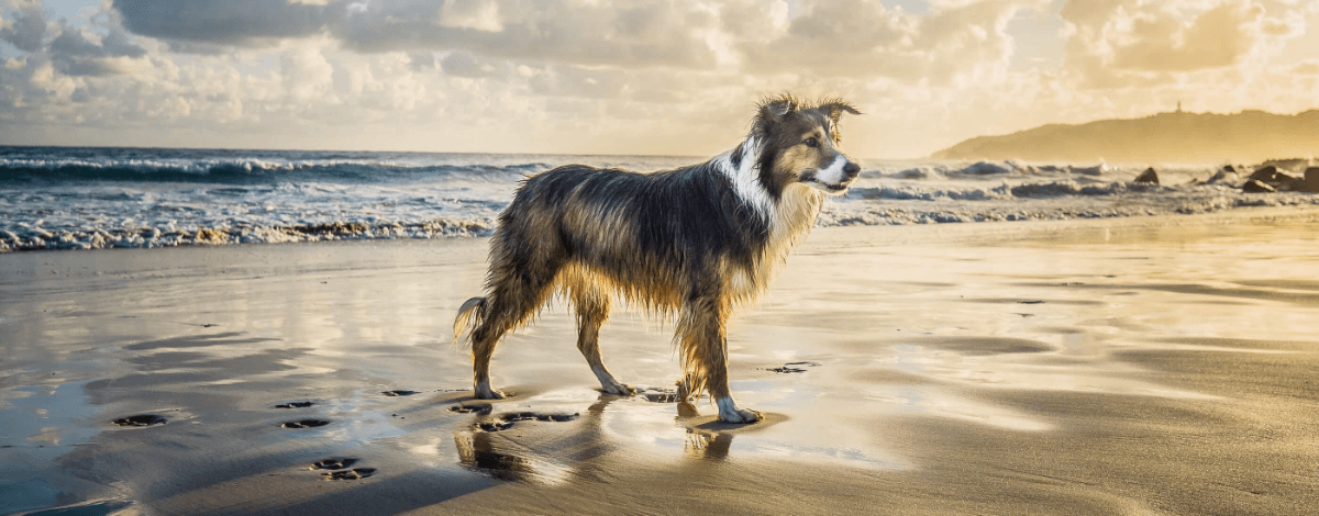 Sylt-Urlaub mit Hund - Infos und Wissenswertes
