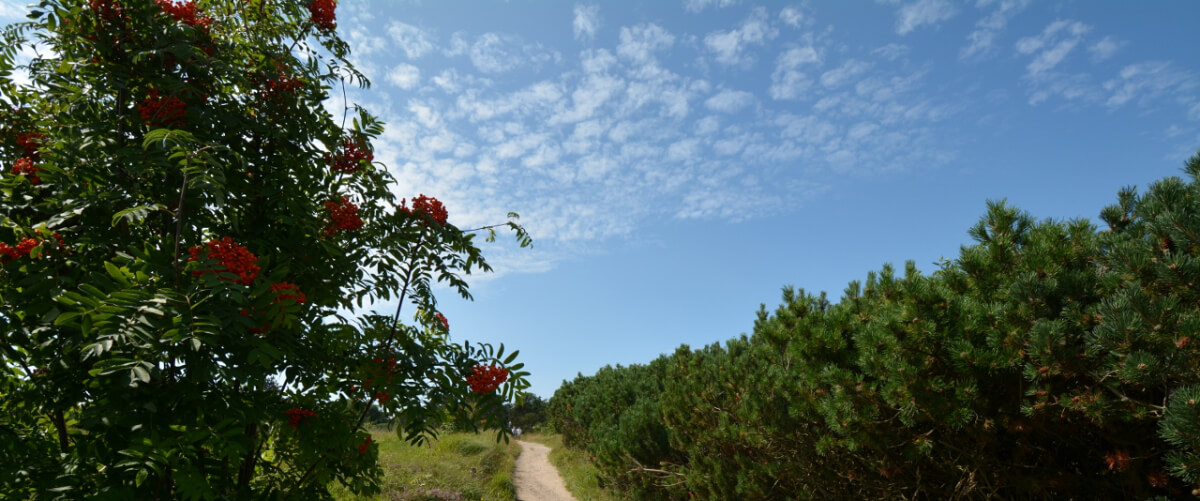 Tinnum C-A Sylt