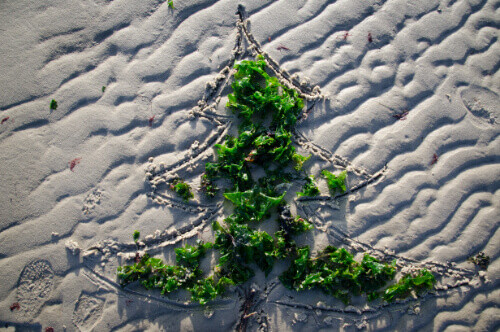 Tausche Müll gegen Baum